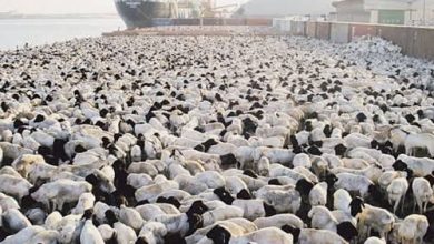 import goats