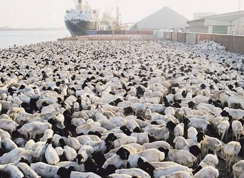 import goats